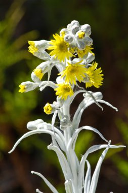 yellow andean flower in Cajas National Park Azuay Ecuador South America clipart