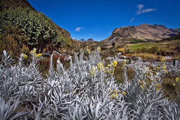 Parc national de Cajas Azuay Équateur Amérique du Sud — Photo