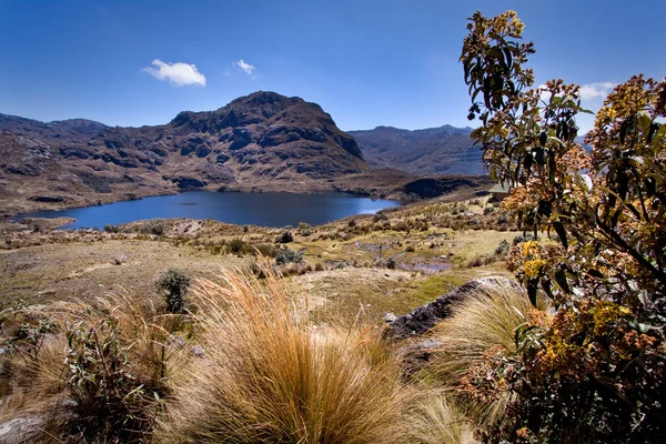 Lanscape i Cajas National Park Azuay Ecuador Sydamerika - Stock-foto