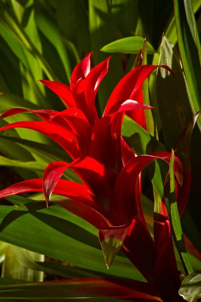 Vacker röd Bromelia tropisk blomma från Ecuador — Stockfoto