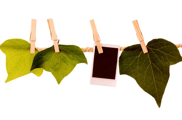 Green leaves and instant photo hanging on a rope clothesline — Stock Photo, Image