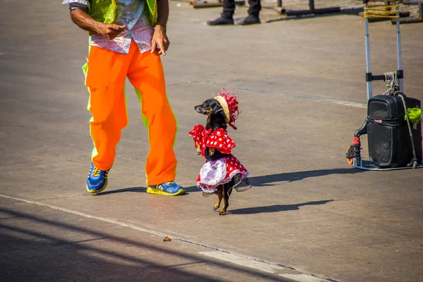 Artiesten met de kleurrijke en uitgebreide douane deelnemen aan Colombias meest belangrijke feest bij de folklore, het carnaval van Barranquilla, Colombia — Stockfoto