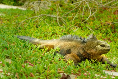 güzel iguana beach santa cruz galapagos dinlenme