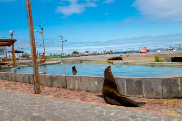 Seelöwe auf den San Cristobal Galapagos Inseln — Stockfoto