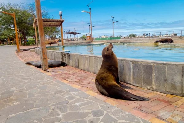 Seelöwe auf den San Cristobal Galapagos Inseln — Stockfoto