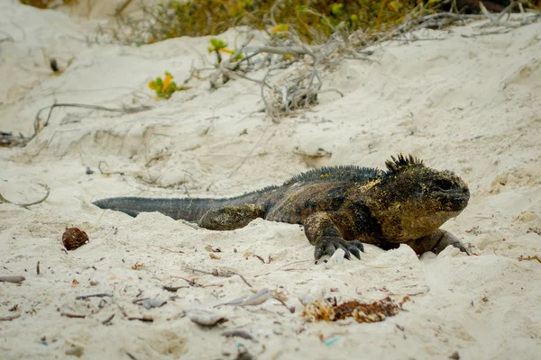 Beautiful iguana resting in the beach santa cruz galapagos — Stock Photo, Image