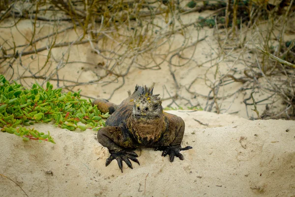 Schöner Leguan, der sich am Strand von Santa Cruz Galapagos ausruht — Stockfoto