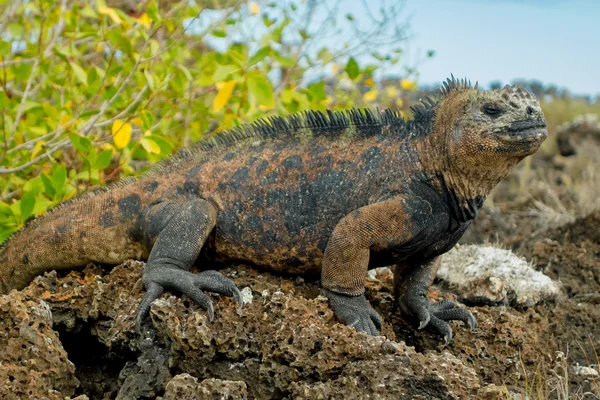 Hermosa iguana descansando en la playa santa cruz galápagos — Foto de Stock