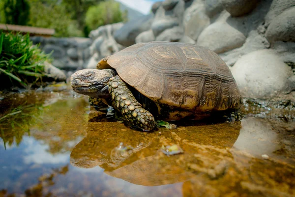 Tartaruga verde bonito andando em uma lagoa na fazenda — Fotografia de Stock