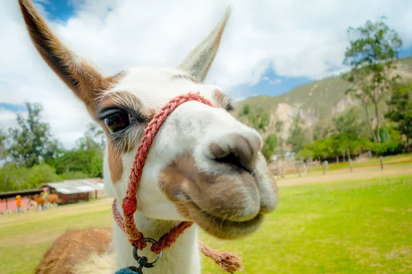 Closeup portrait of cute llama — Stock Photo, Image