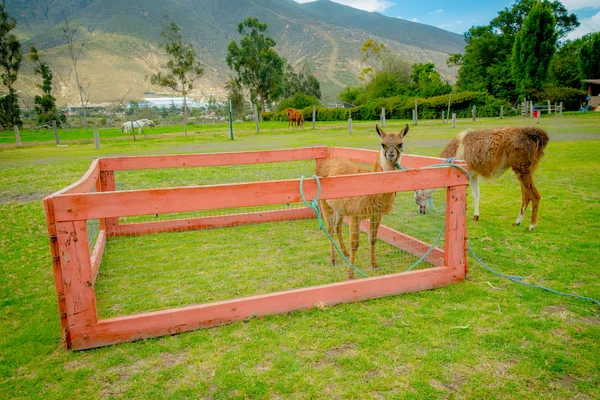 Bir çit arkasındaki şirin Lama — Stok fotoğraf
