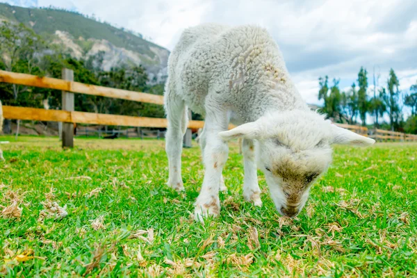 Söta lamm i en gård — Stockfoto