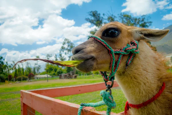 Closeup portrait of cute llama — Stock Photo, Image