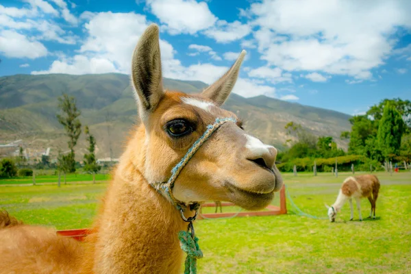 Closeup portrait of cute llama — Stock Photo, Image