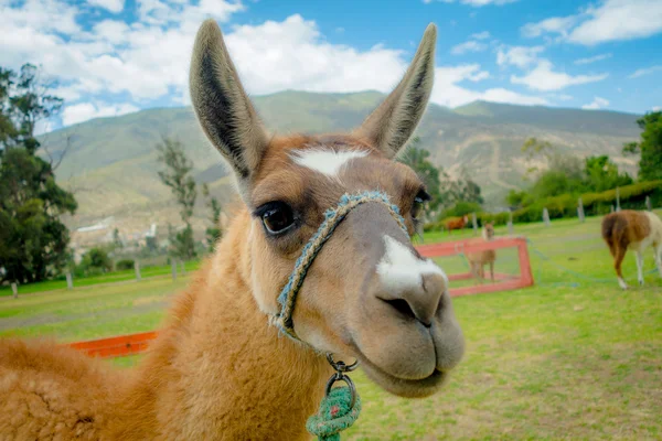 Close-up retrato de bonito llama — Fotografia de Stock