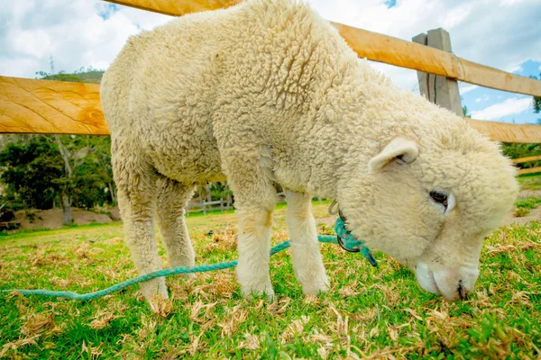 Söta lamm i en gård — Stockfoto