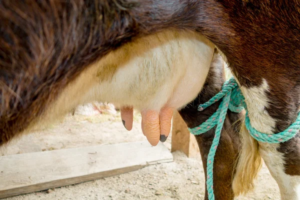 Mammella di primo piano di una mucca — Foto Stock