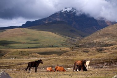 Cotopaxi yanardağ, dünyanın en yüksek volkanlar güzel atlar