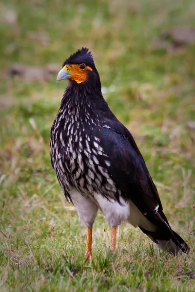 Curiquinge andean bird in Cotopaxi National Park — Stock Photo, Image