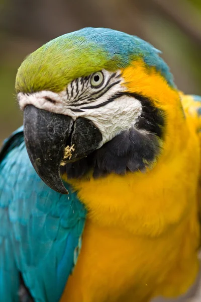 Папагайо, попугай разноцветная эквадрорианская птица — стоковое фото