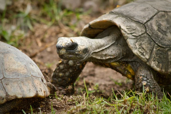 Żółw w Ekwadorze — Zdjęcie stockowe
