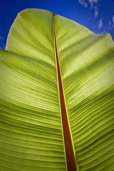 Tropical banana leaf in Ecuador — Stock Photo, Image