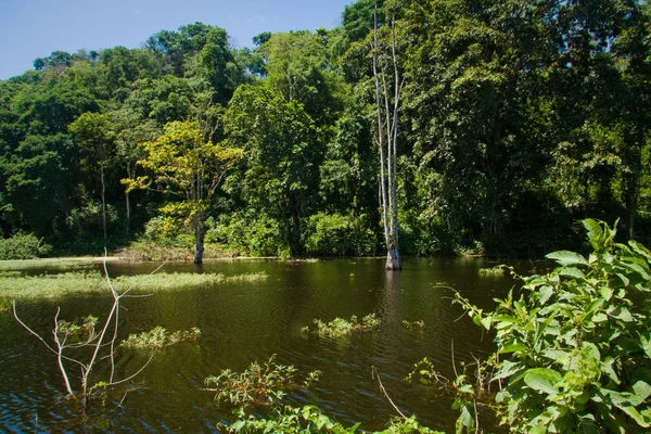 Hermoso manglar cerca de Mompiche, Ecuador —  Fotos de Stock