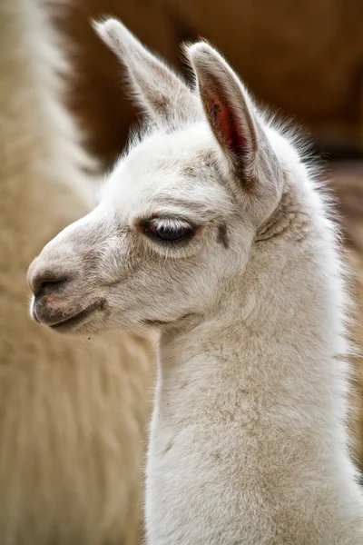 Portrait of white llama — Stock Photo, Image