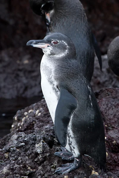 Pingüino de Galápagos — Foto de Stock