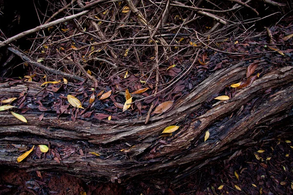 Galapagos forest — Stock Photo, Image