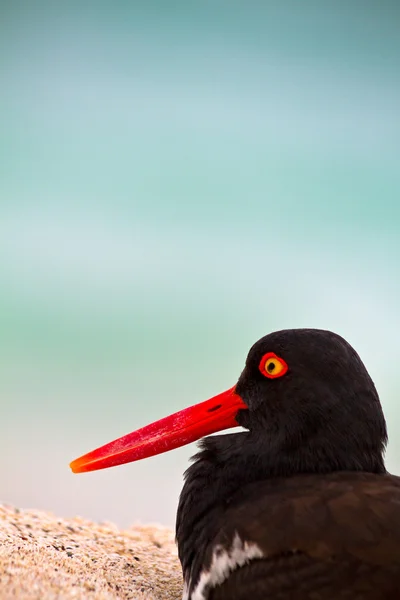 Oystercathcher brzeg ptak na Wyspach Galapagos — Zdjęcie stockowe