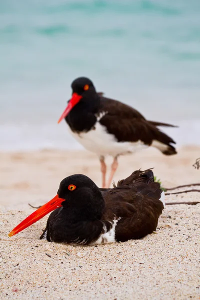 Oystercathcher uccello costiero nelle isole Galapagos — Foto Stock