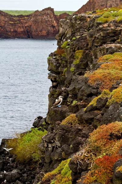 Shore view of volcanic islands in the Galapagos — Stock Photo, Image