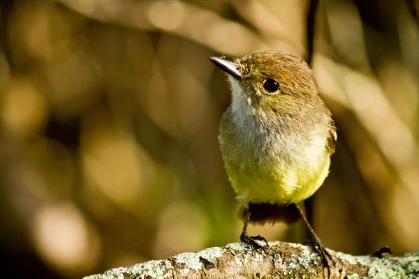 Gul skogssångare fågel i Galapagosöarna — Stockfoto