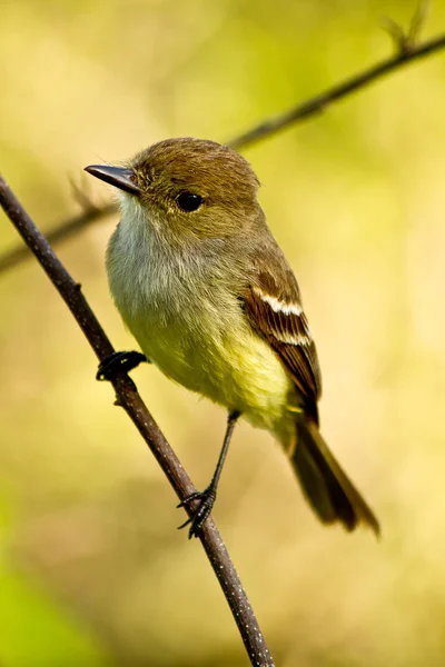 Uccello parula gialla nelle isole Galapagos — Foto Stock