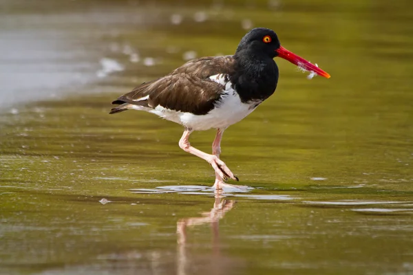 Swallow tailed gull in the Galpagos Islands — Stock Photo, Image