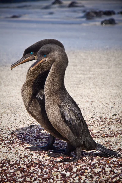 Des cormorans sans vol s'accouplent dans les îles Galpagos — Photo