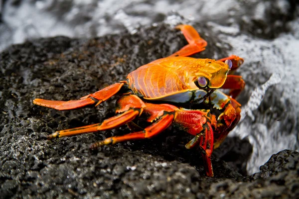 Red sally lihgt foot crab on a rock Galpagos Islands — Stock Photo, Image