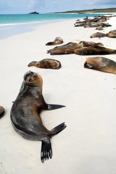 Mooie rustige zeeleeuwen zonnebaden in een strand op de Galapagos eilanden — Stockfoto