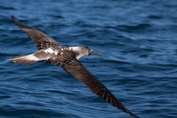 Booby dai piedi blu che vola nelle isole Galpagos — Foto Stock