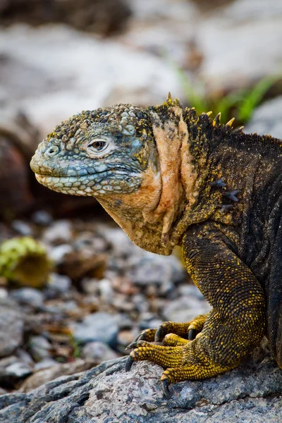 Porträtt av en Marina Leguan på de Galpagos öarna — Stockfoto