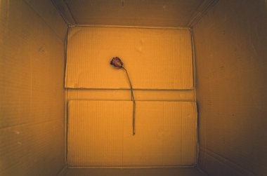 Vintage kuş kafes asılı