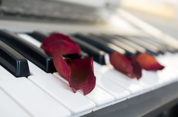 Primo piano di pianoforte con petali di rosa rossa in cima — Foto Stock