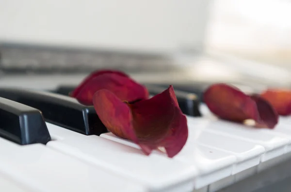 Closeup shot of piano with red rose petals on top Stock Image