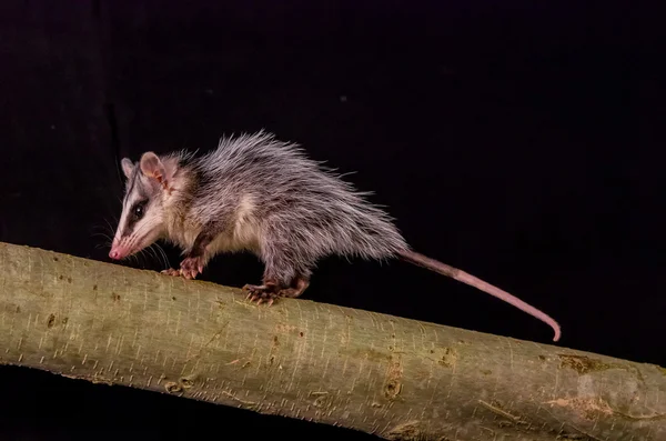 Anden-Weißohr-Opossum auf einem Zweig zarigueya — Stockfoto