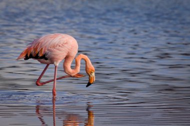 Pembe flamingo ve onun yansıması Galapagos Adaları'nda portre portre