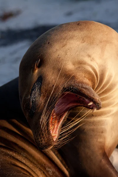 Detailní portrét lachtan slunění na pláži na Galapágy — Stock fotografie