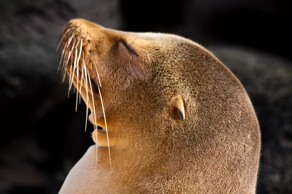 Närbild porträtt av sjölejon sola i en strand på Galapagosöarna — Stockfoto