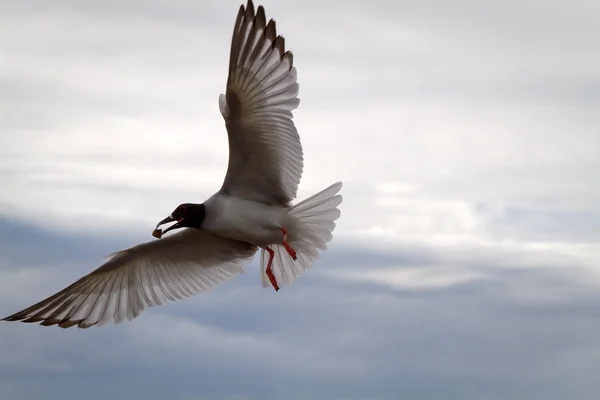 Engolir gaivota de cauda nas Ilhas Galpagos — Fotografia de Stock