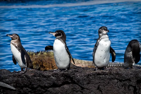 Penguenler Galapagos Adaları'nda bir kayanın üzerinde grup